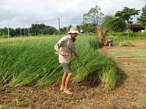 Cây lác có khả năng chịu hạn mặn tốt. Đây là loài cây dễ trồng, thích hợp với mọi loại đất, thời tiết. Ảnh travinh.
