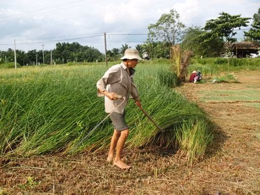 Cây lác có khả năng chịu hạn mặn tốt. Đây là loài cây dễ trồng, thích hợp với mọi loại đất, thời tiết. Ảnh travinh.