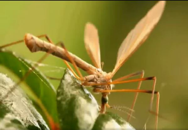 Muỗi tuyết trưởng thành và "quan hệ" để duy trì nòi giống, sau đó chúng sẽ chết. Ảnh pmt.