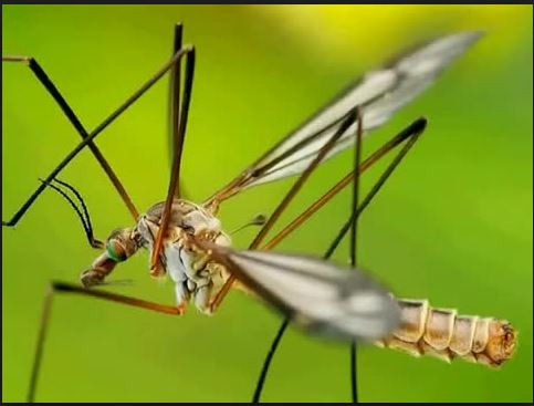 Tuy nhiên, đôi khi muỗi tuyết ăn ấu trùng của các loài muỗi khác. Ảnh blogspot.