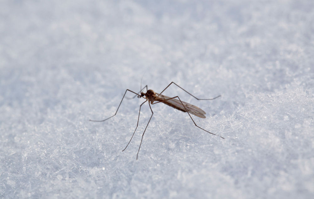 Muỗi tuyết là loài muỗi “ăn chay”. Chúng hầu như không ăn gì mà chỉ uống nước trong băng tuyết. Ảnh insectcop.