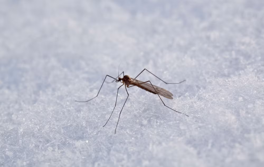 Muỗi tuyết là loài muỗi “ăn chay”. Chúng hầu như không ăn gì mà chỉ uống nước trong băng tuyết. Ảnh insectcop.