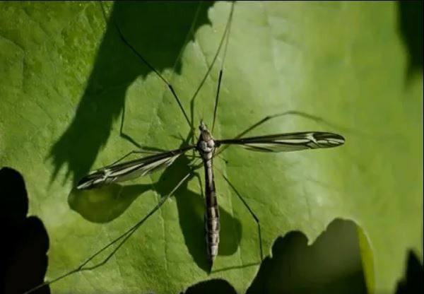 Cùng với muỗi vằn Midge, muỗi nước hay muỗi Culiseta, muỗi tuyết là loài muỗi không hút máu người để duy trì sự sống. Ảnh pmt.