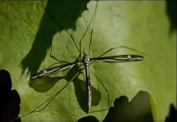 Cùng với muỗi vằn Midge, muỗi nước hay muỗi Culiseta, muỗi tuyết là loài muỗi không hút máu người để duy trì sự sống. Ảnh pmt.