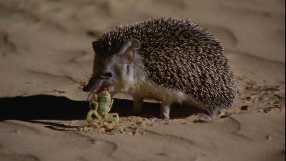 Tuy có khả năng miễn nhiễm với nọc độc rắn nhưng nếu bị rắn độc cắn vào phần mõm hoặc những bộ phận không được lớp lông bao phủ, nhím Hedgehog cũng có thể chết. Ảnh framepool.