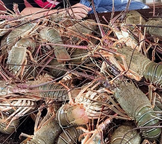 Loại tôm độc đáo này cũng là hải sản được nhiều du khách yêu thích khi đi du lịch ở vùng đất Angola, châu Phi. Ảnh google.