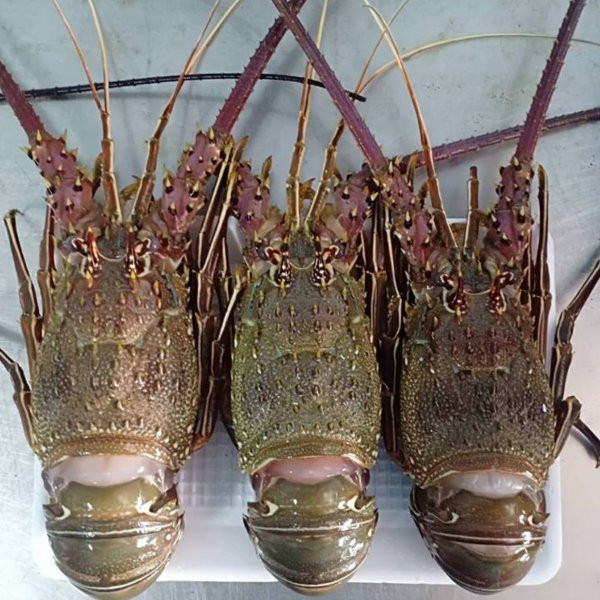 Cũng giống như tôm hùm Việt Nam, tôm hùm Angola có thể được chế biến theo nhiều kiểu khác nhau như hấp, nướng bơ tỏi, nướng mọi... Ảnh daohaisan.