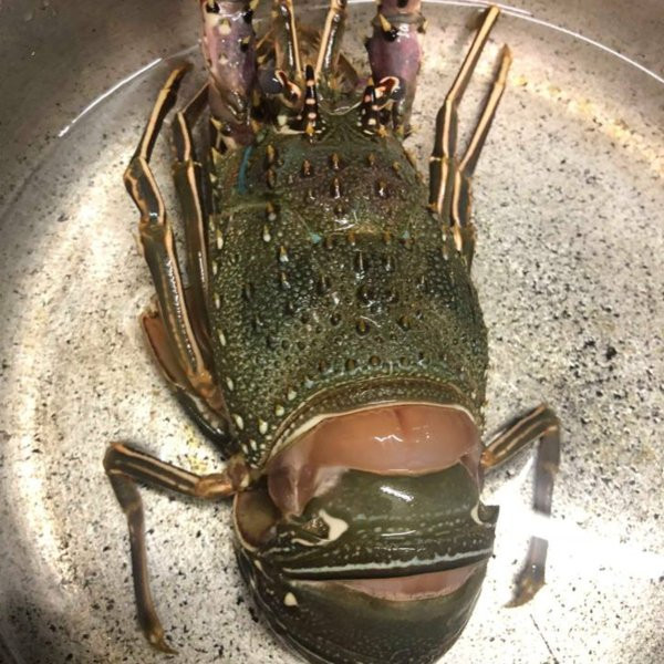 Tôm hùm Angola có kích thước khá lớn, trung bình khoảng 2 - 3 con/kg, cá biệt có những con nặng tới 1,6kg. Ảnh daohaisan.