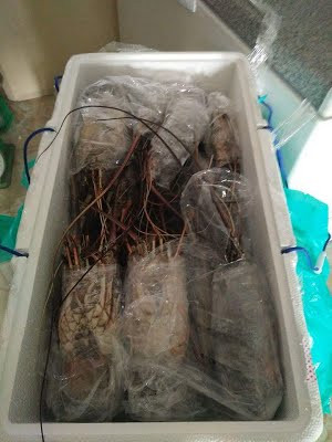 Mặc dù vậy, ở châu Phi, tôm hùm Angola lại có giá rất rẻ, thậm chí người nghèo cũng có thể mua được. Ảnh google.