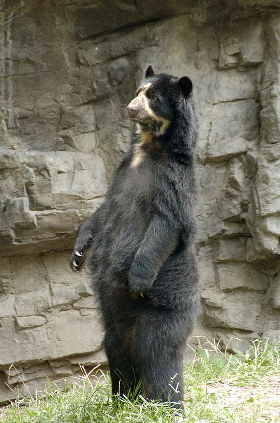 Gấu mặt ngắn Andes đực có trọng lượng đạt tới 130kg trong khi con cái nặng 60kg. Ảnh imgur.