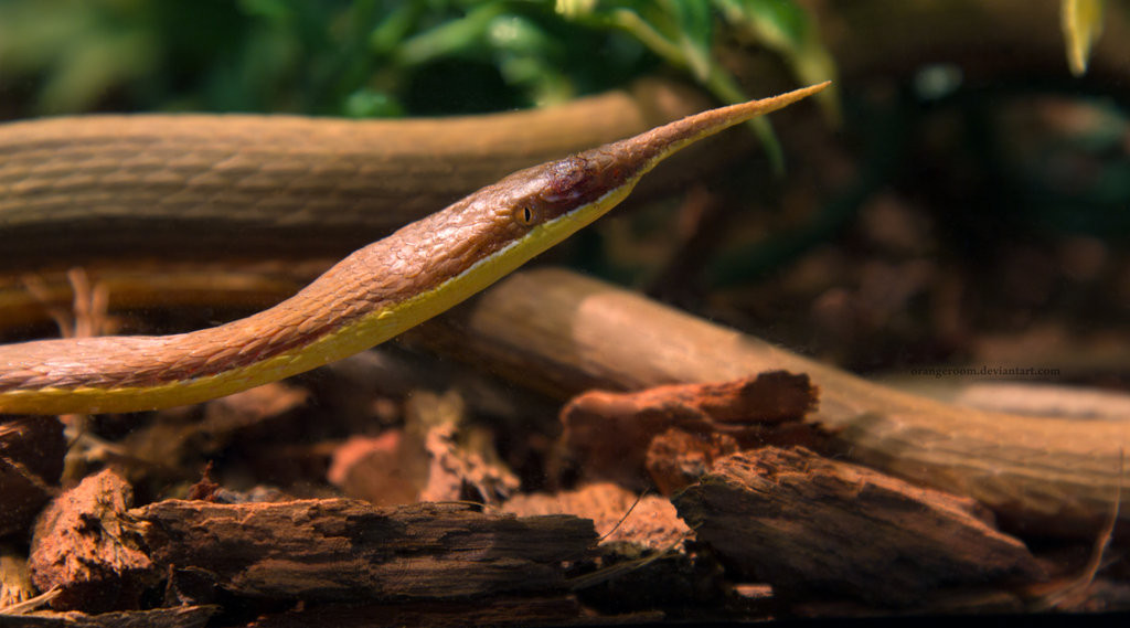 Vết cắn của rắn mũi lá gây đau nhức đến tận xương, tuy nhiên không gây nguy hiểm đến tính mạng. Ảnh deviantart. 