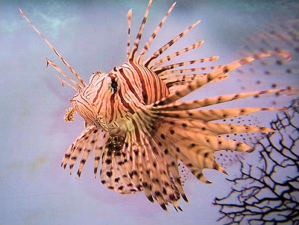 Thân của cá sư tử có nhiều sọc với màu sắc đa dạng như màu đỏ, vàng, da cam, nâu, đen hoặc trắng. Ảnh wikipedia.