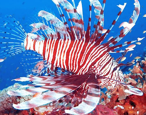 Mặc dù có độc nhưng cá sư tử hiện đang trở thành món ăn hấp dẫn trí tò mò của nhiều người. Ảnh blogspot