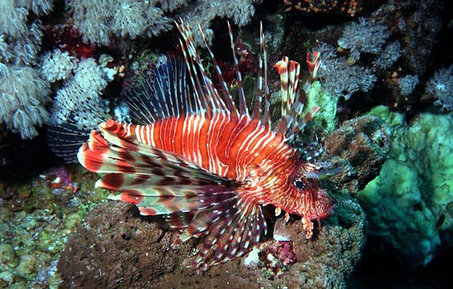 Đặc biệt, cá sư tử sở hữu bộ vây đồ sộ, sắc nhọn và có chứa chất độc. Nọc độc tập trung chủ yếu ở các gai nhọn trên vây và thường biến mất sau 24 tiếng kể từ lúc cá chết. Ảnh thiennhien.