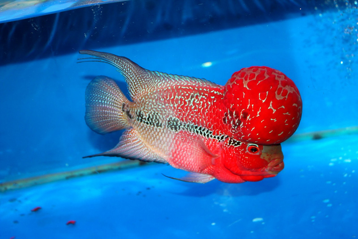 Là loài cá cảnh rất được yêu thích ở Việt Nam và trên thế giới nên cá La Hán có giá khá cao. Ảnh cacanhphuclong.