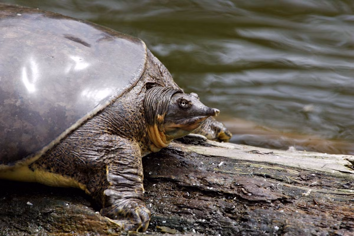 Đặc biệt, chiếc mũi này giúp rùa mũi lợn bắt mồi dưới nước hiệu quả, do nó rất nhạy cảm với các chuyển động. Ảnh Sfcitizen.