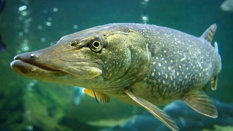 Đặc biệt, cá chó có dịch tiêu hóa rất mạnh, có thể tiêu hóa không chỉ con mồi mà còn tiêu hóa cả lưỡi câu, muỗng thép hay dây kim loại. Ảnh parstoday.