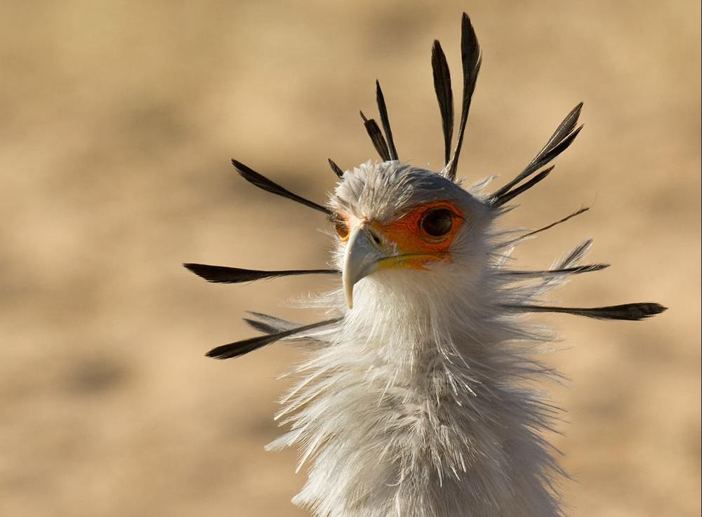 Chim diều có khả năng bay ở độ cao 3.000m. Mặc dù bay giỏi nhưng hiếm khi người ta thấy loài chim này bay. Ảnh hbw.