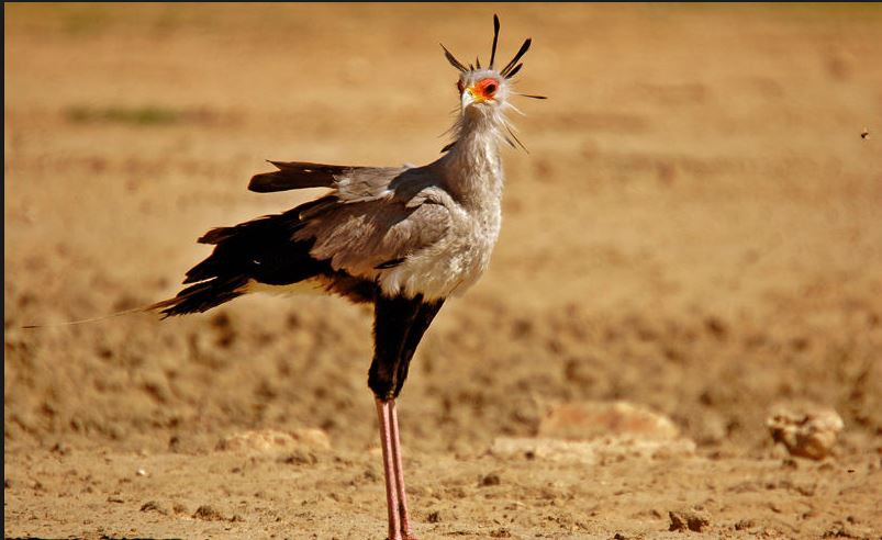 Chim diều sống trong những đồng cỏ hoang thuộc miền Nam Sahara. Ảnh blogspot.