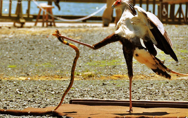 Chim diều là loài chim chung thủy nhưng điều đặc biệt là chim trống và chim mái không sống cùng nhau mà ở cách nhau một khoảng cách ngắn. Ảnh quantrimang.