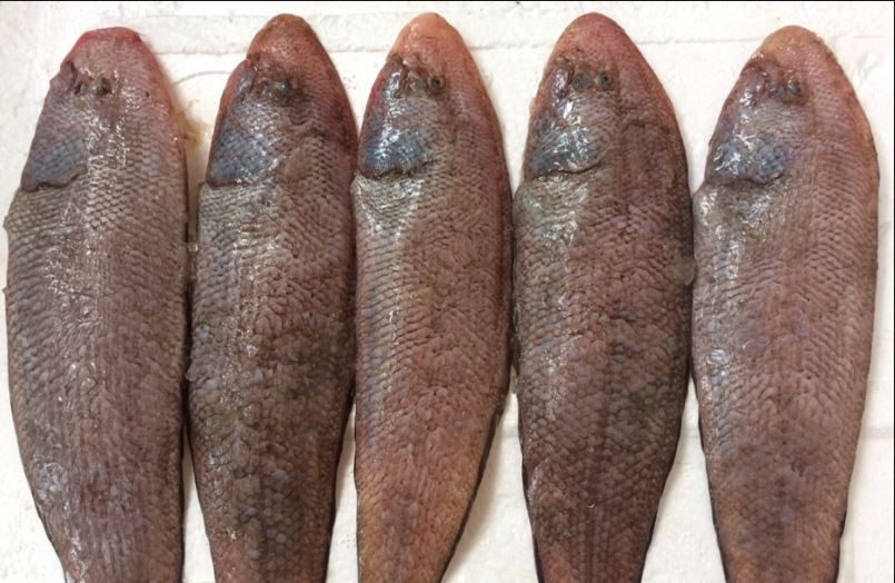 Chúng thường sống trong những đám cỏ biển. Loài cá này cũng thích vùi mình trong cát hoặc lảng vảng trên bề mặt cát. Ảnh blogspot.