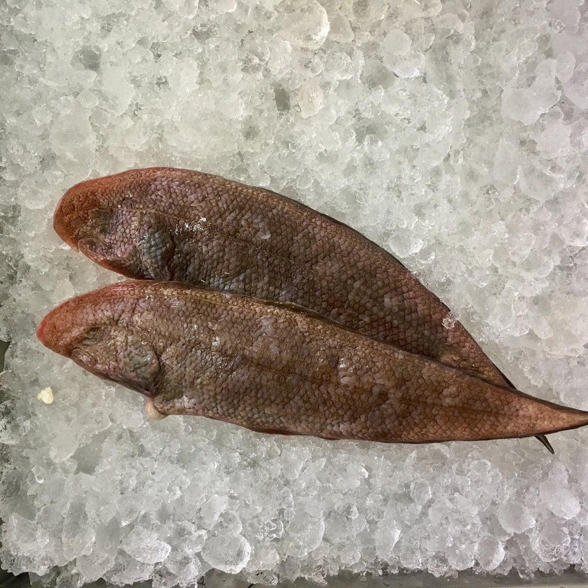 Các vây đuôi, vây ngực và vây hậu môn của loài cá này đều nối xung quanh thân. Loài cá này thuộc họ cá Cynoglossidae ( họ cá bơn cát ). Ảnh hstatic.