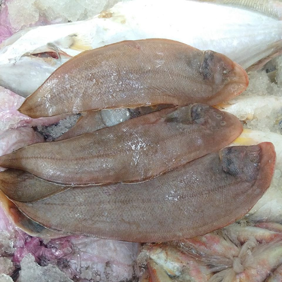 Do có kích thước nhỏ và thân hình dẹt nên cá lưỡi trâu thường bị nhầm lẫn với giun biển dẹt. Ảnh dktcdn.