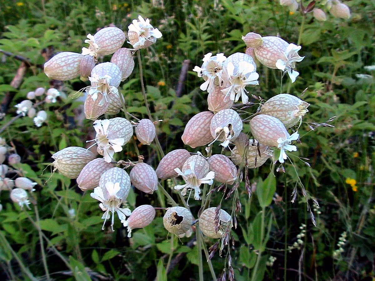 Hoa bong bóng không chỉ có tác dụng trang trí mà từ lâu còn được sử dụng trong ẩm thực. Ảnh wikipedia.