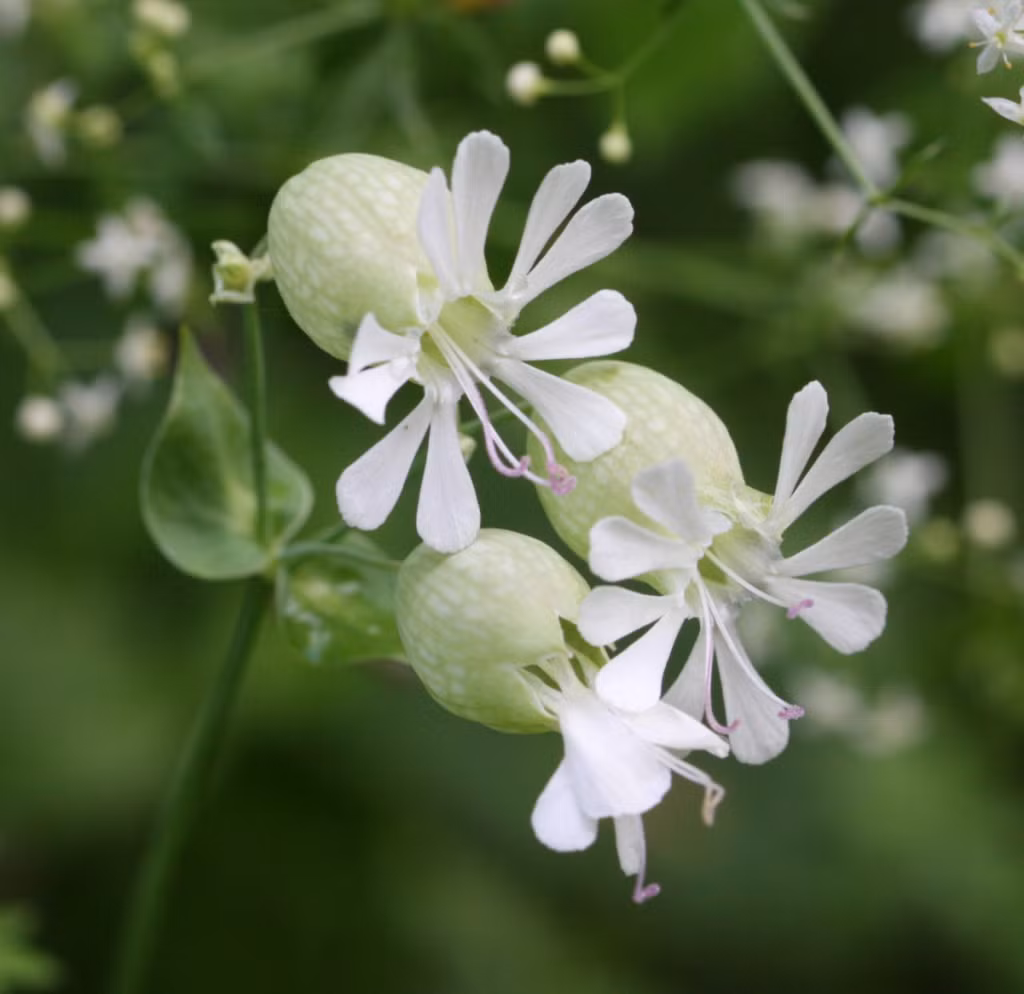 Hoa bong bóng được mô tả khoa học lần đầu tiên năm 1869. Loài hoa này nở từ tháng 5 đến tháng 8. Ảnh indicia.