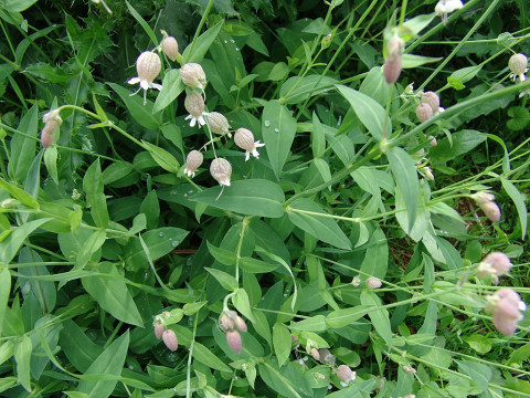 Được biết, lá non của cây hoa bong bóng được người Tây Ban Nha sử dụng để ăn kèm với salad trong khi lá già ăn kèm với trứng ốp la. Ảnh lagrottadellafaina.