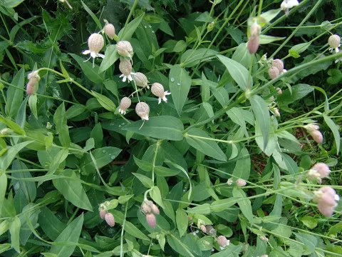 Được biết, lá non của cây hoa bong bóng được người Tây Ban Nha sử dụng để ăn kèm với salad trong khi lá già ăn kèm với trứng ốp la. Ảnh lagrottadellafaina.