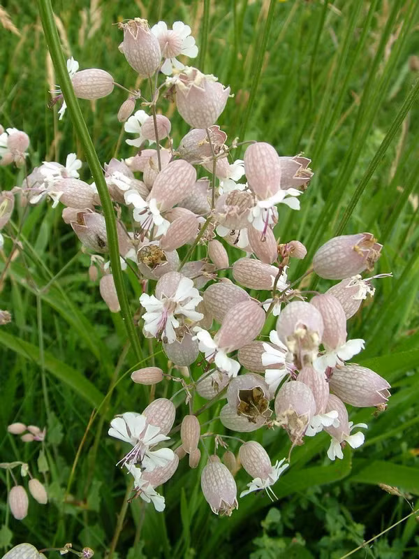 Ngoài ra, hoa bong bóng còn phân bố ở châu Âu, châu Á, Trung Quốc, Ấn Độ, Nam Phi. Ảnh blogcaycanh