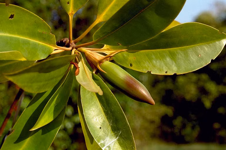 Khi đủ điều kiện, cây vẹt đen non này mới tách khỏi cây mẹ, cắm rễ xuống lớp bùn để phát triển thành cây con. Ảnh Cirad.