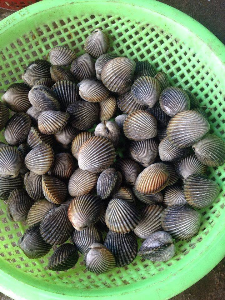 Sò mồng trưởng thành có thể bằng nắm tay người lớn. Ảnh haisanganhca.