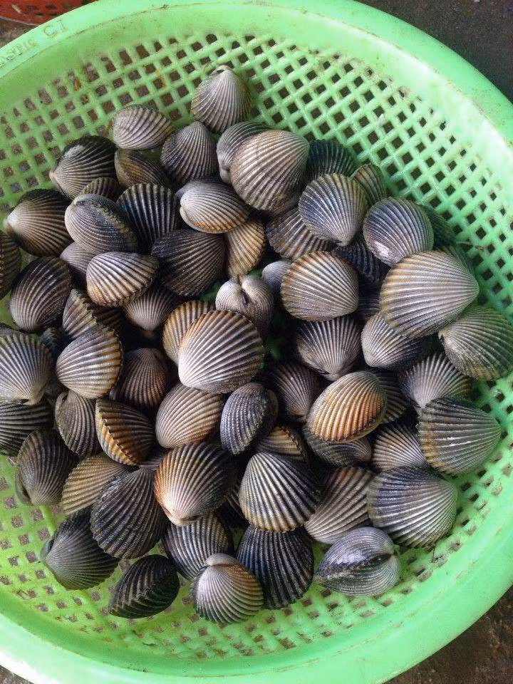 Sò mồng trưởng thành có thể bằng nắm tay người lớn. Ảnh haisanganhca.