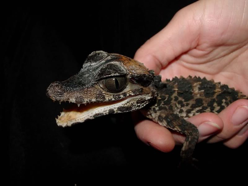 Cá sấu lùn xạ hương là loài cá sấu nhỏ nhất trên thế giới, trái với tưởng tượng của bất kỳ ai về họ hàng cá sấu. Ảnh photobucket.