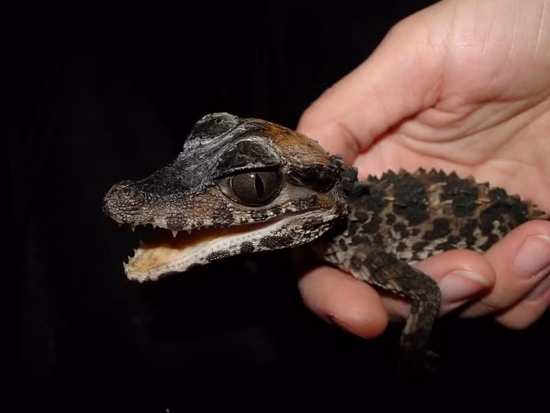 Cá sấu lùn xạ hương là loài cá sấu nhỏ nhất trên thế giới, trái với tưởng tượng của bất kỳ ai về họ hàng cá sấu. Ảnh photobucket.