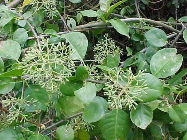 Kham pha ve loai cay “ac mong” voi nhung chu chim-Hinh-7