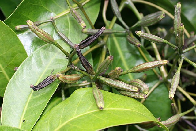 Chính những chiếc gai và chất dính của quả Pisonia khiến những chú chim bị vướng vào sẽ không thể di chuyển được, mắc kẹt và cuối cùng là chết vì đói. Ảnh quantrimang.