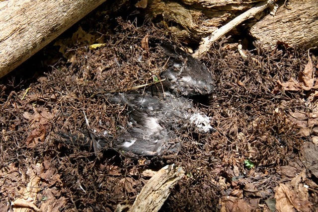 Xác của những chú chim bị phân hủy trở thành nguồn phân bón dồi dào cho cây Pisonia tiếp tục sinh trưởng và phát triển. Ảnh quantrimang.