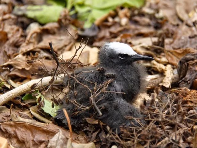 Kham pha ve loai cay “ac mong” voi nhung chu chim-Hinh-4