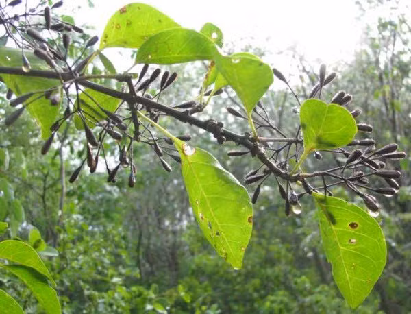 Kham pha ve loai cay “ac mong” voi nhung chu chim-Hinh-6