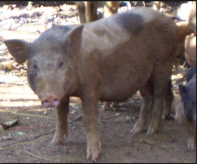 Lợn sóc tự kiếm thức ăn trên các loại địa hình khác nhau, chúng tìm được gì thì ăn nấy. Ảnh wikipedia.