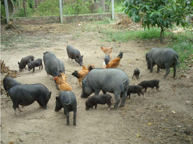 Lợn sóc có lưng cong bụng ỏng, nhìn hình dáng giống lợn ỉn, tầm vóc nhỏ, da màu mun đốm, lông dày. Ảnh wasi.