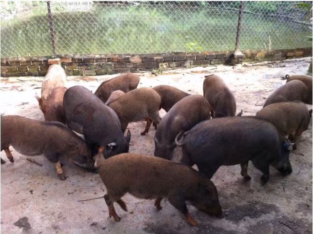 Lợn sóc còn có tên gọi khác là lợn Đê, heo Đê, heo sóc. Đây là giống lợn đã được người dân địa phương nuôi từ rất lâu đời. Ảnh wasi.