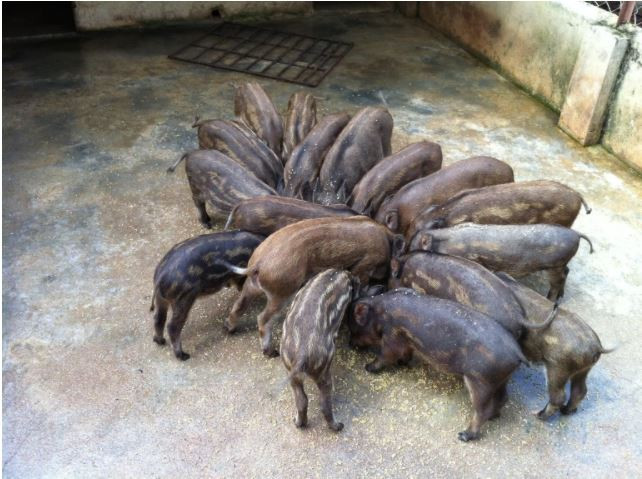 Lợn sóc có khả năng tự làm tổ và đẻ con, nuôi con mà không cần đến sự can thiệp của con người. Ảnh wasi