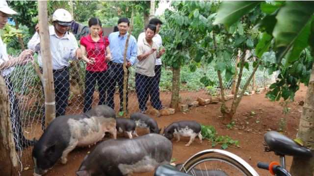 Lợn sóc phân bố chủ yếu ở các tỉnh như Gia Lai, Lâm Đồng, Đắc Lắc, Kon Tum. Ảnh wasi.