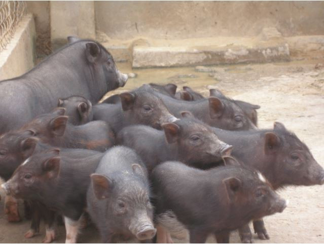 Dù có tầm vóc nhỏ nhưng lợn sóc đi lại bằng móng rất nhanh nhẹn. Ảnh wasi.