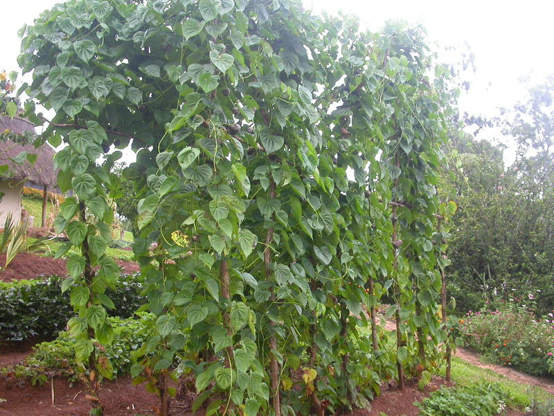 Khoai tây dây leo có hình dáng khá giống với khoai tây Đà Lạt nhưng có lớp vỏ ngoài cứng, tiếp đến là lớp da màu xanh. Gọt bỏ lớp da màu xanh này đi là có thể sử dụng được. Ảnh theferns.