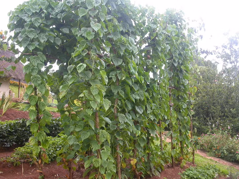 Khoai tây dây leo có hình dáng khá giống với khoai tây Đà Lạt nhưng có lớp vỏ ngoài cứng, tiếp đến là lớp da màu xanh. Gọt bỏ lớp da màu xanh này đi là có thể sử dụng được. Ảnh theferns.